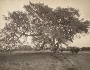 William H Prints: Oak Grove Near Pasadena, California, c.1900. Creator: William H. Jackson