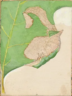 Camouflage Collection: Oak Leaf Edge Caterpillar... early 20th century. Creator: Gerald H. Thayer