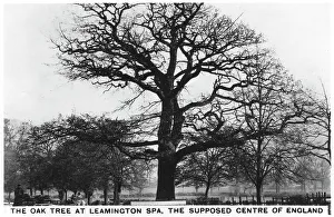 The oak at Leamington Spa, the supposed centre of England, 1936