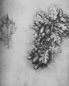 Sketchbook Prints: Oak-Leaves with Acorns and Dyers Greenweed, c1480 (1945). Artist: Leonardo da Vinci