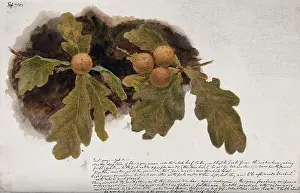 Skin Disease Prints: Oak leaves with four oak apples, c19th century. Creator: Unknown
