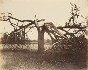 Strike Collection: Oak Struck by Lightning, Badger, 1856. 1856. Creator: Alfred Capel-Cure