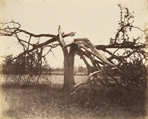 Shropshire Prints: Oak Struck by Lightning, Badger, 1856. 1856. Creator: Alfred Capel-Cure