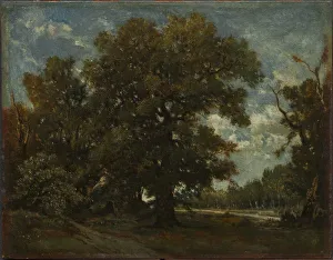 Imitator Of Prints: The Oak Tree, 19th century. Creator: Theodore Rousseau (French, 1812-1867), imitator of