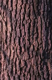 Background Collection: Oak Tree Bark, 20th century. Artist: CM Dixon
