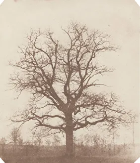Fox Talbot Prints: Oak Tree, mid-1840s. Creator: William Henry Fox Talbot
