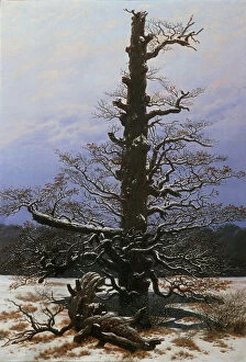 Images Dated 3rd April 2014: Oak Tree in the Snow. Artist: Friedrich, Caspar David (1774-1840)