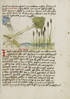 Uprooted Prints: An Oak Tree Up-Rooted by Strong Winds; Fables