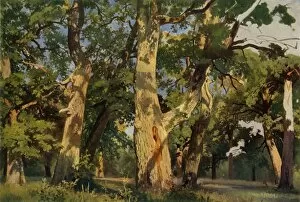 Vladimir Gallery: Oak Trees at Eventide, 1887, (1965). Creator: Ivan Shishkin