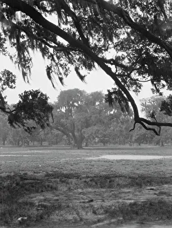 Tillandsia Usneoides Prints: Oak trees, New Orleans, between 1920 and 1926. Creator: Arnold Genthe