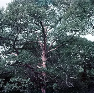 Damage Prints: Oak trees stripped of bark by insects