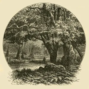 Our Own Country Collection: Oaks at Bradgate, 1898. Creator: Unknown