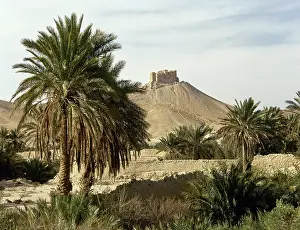 Palm Trees Prints: The Oasis of Palmyra, Syria, 1999. Creator: LTL