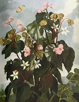 Leonard Russell Prints: Oblique-leaved Begonia, c1800, (1948). Creator: Caldwell