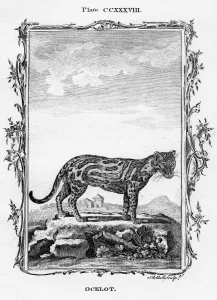 Carnivore Prints: Ocelot. Artist: A Bell