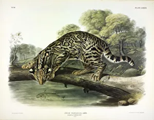 John James Audubon 1785 1851 Prints: Ocelot, Felis Pardalis, 1845