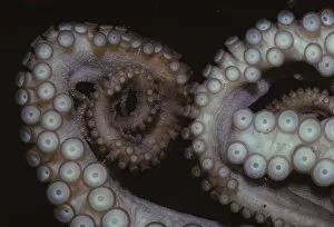 Curled Up Gallery: Octopus (Octopus vulgaris), Tentacles, 20th century. Artist: CM Dixon