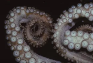 Curled Up Gallery: Octopus (Octopus vulgaris), Tentacles, 20th century. Artist: CM Dixon