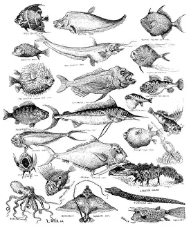 Odd fish at the International Fisheries Exhibition, 1883. Creator: Unknown