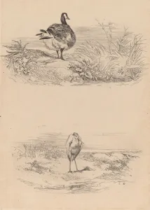 Ardeidae Gallery: Oie, Heron. Creator: Karl Bodmer