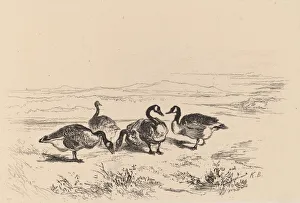 Bodmer Karl Prints: Oies bernacles. Creator: Karl Bodmer