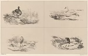 Swan Gallery: Oies, Cygnes, herons. Creator: Karl Bodmer