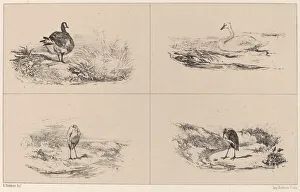 Ardeidae Gallery: Oies, Cygnes, herons. Creator: Karl Bodmer