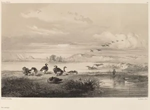 Oies sauvages. Creator: Karl Bodmer