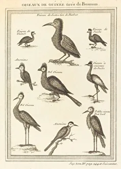 Oiseaux de Guinée tirés de Bosman. Creator: Unknown Oiseaux de Guinée tirés de Bosman. Creator: Unknown