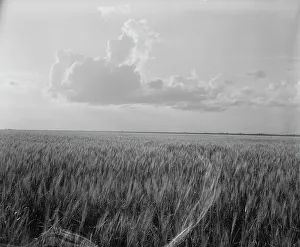 Wheatfield Prints: Oklahoma wheat, 1937. Creator: Dorothea Lange