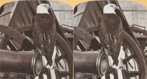 Bennett H H Prints: Old Abe - the Wisconsin War Eagle, c. 1875. Creator: Henry Hamilton Bennett