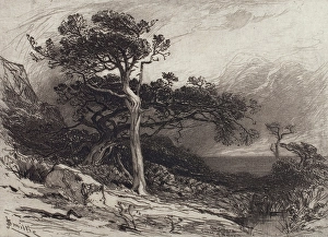 Smillie Prints: Old Cedars, Coast of Maine, 1880. Creator: James David Smillie