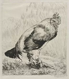 The Old Cock, 1882. Creator: Felix Bracquemond (French, 1833-1914); Dowdeswell