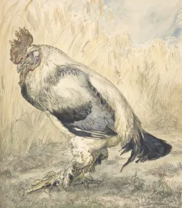 Chicken Prints: The Old Cock, ca. 1882. Creator: Felix Bracquemond