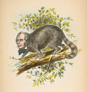 Comic Collection: Same Old Coon (Henry Clay), from The Comic Natural History of the Human Race, 1851