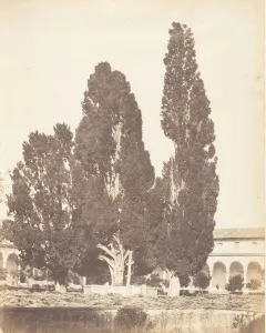 Carthusian Prints: Old Cypress Trees in Carthusian Convent, Rome, 1853-56. Creator