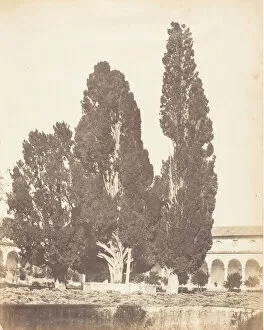 Carthusian Gallery: Old Cypress Trees in Carthusian Convent, Rome, 1853-56. Creator
