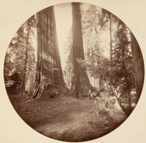 Old Dominium and Uncle Toms Tavern. Calaveras Grove, ca. 1878