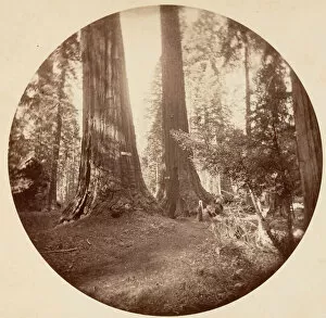 Big Tree Collection: Old Dominium and Uncle Toms Tavern. Calaveras Grove, ca. 1878