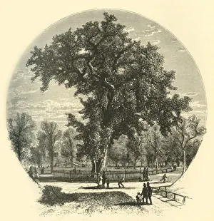 Woodward John Douglas Prints: Old Elm, Boston Common, 1874. Creator: John Filmer