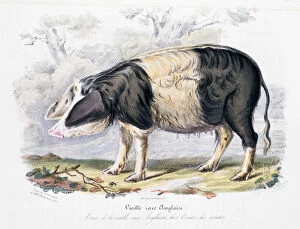 Images Dated 20th October 2007: Old English breed of pig, 1842