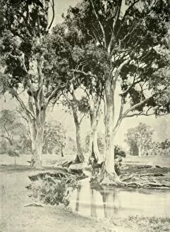 Roots Gallery: Old Gums, Mt. Crawford, South Australia, 1901. Creator: Unknown