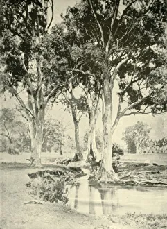 Eucalyptus Prints: Old Gums, Mt. Crawford, South Australia, 1901. Creator: Unknown