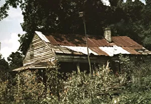 Shack Gallery: An old house almost hidden by sunflowers, Rodney, Miss. 1940. Creator: Marion Post Wolcott