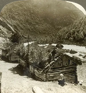 Old log houses in Bratslandsdal, with trees growing on sod-covered roofs, Norway, c1905