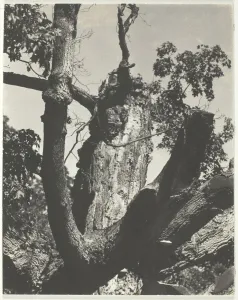 Maple Tree Prints: The Old Maple - Lake George, 1926. Creator: Alfred Stieglitz