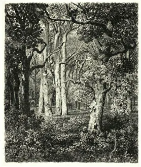 Martial Prints: Old Oaks at Bas Bréau, c. 1865. Creator: Adolphe Martial Potemont