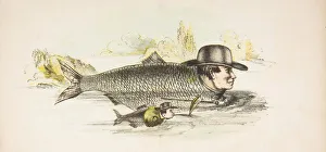 Old Shad & Young, from The Comic Natural History of the Human Race, 1851
