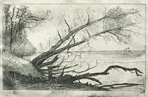 Otto H Bacher American Prints: Old Sycamore, 1877. Creator: Otto H. Bacher (American, 1856-1909)