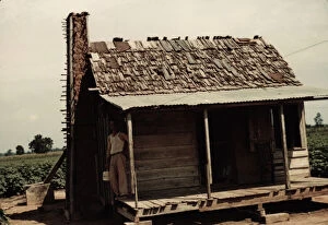 Shack Gallery: An old tenant house with a mud chimney and cotton growing up to its door... Melrose, La. 1940